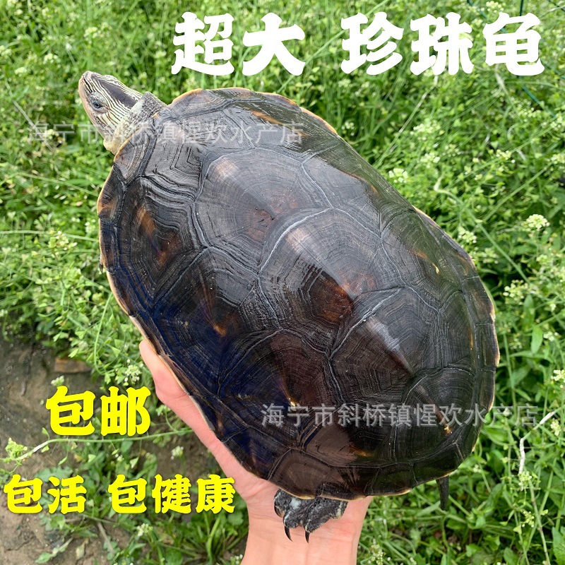 可食用超大珍珠龟活体花龟活物台湾草龟可食用龟活物直销批发包邮
