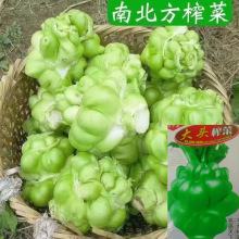 原厂包装种子特大榨菜种子涪陵榨菜叶用茎用芥菜种子疙瘩耐寒蔬菜