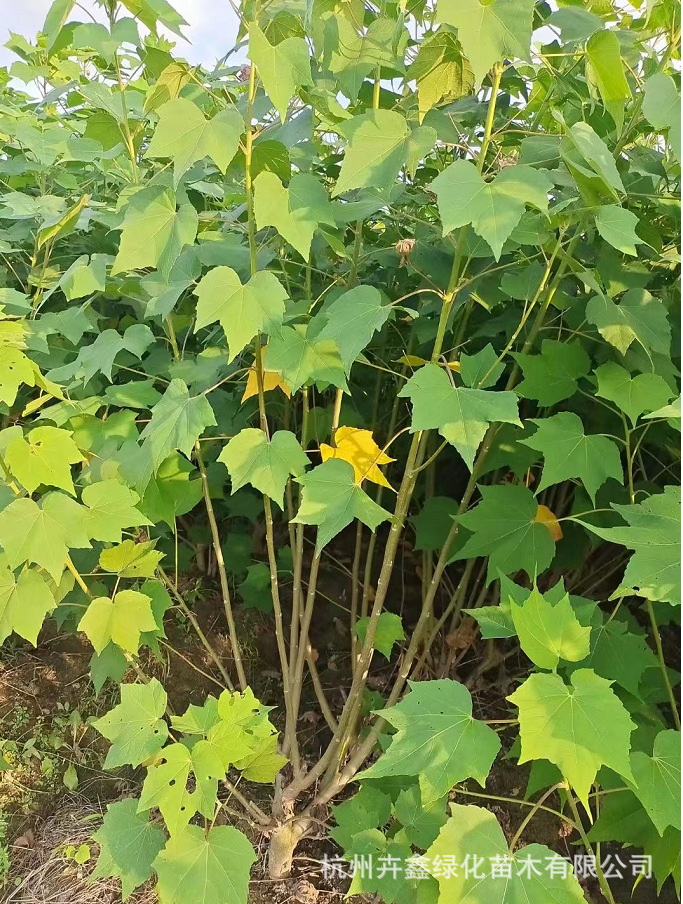 丛生木芙蓉价格-丛生木芙蓉价格厂家,品牌,图片,热帖-阿里巴巴