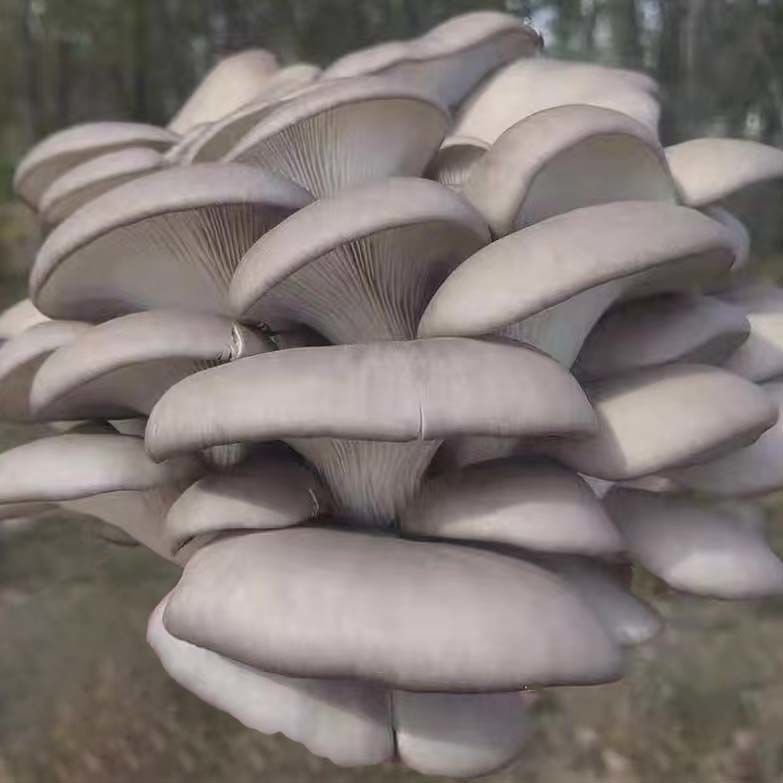 新鲜蔬菜平菇现摘现发新鲜蔬菜食用菌批发鲜蘑菇现采肉厚