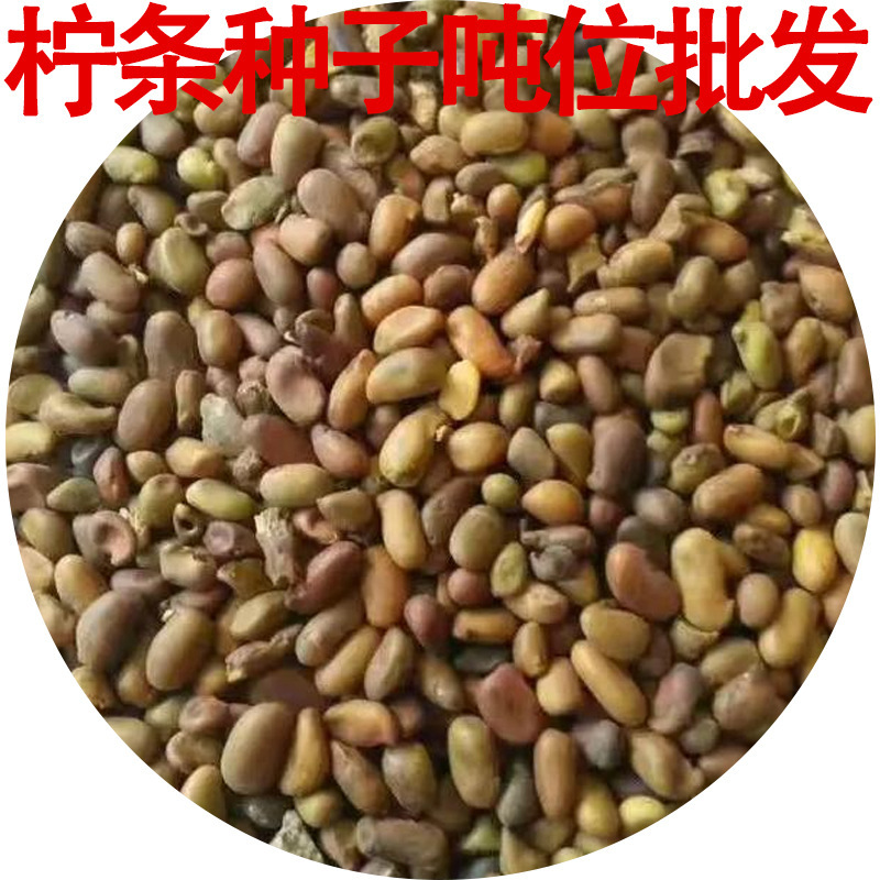 批发柠条种子锦鸡儿种子灌木树护坡防沙固土绿化草籽柠条种子批发