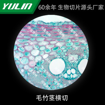 毛竹茎横切微生物标本显微镜生物切片高校教学实验仪器科研玻片