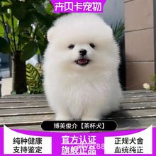 纯种博美幼犬活体出售茶杯犬长不大俊介小型犬比熊博美家养宠物狗