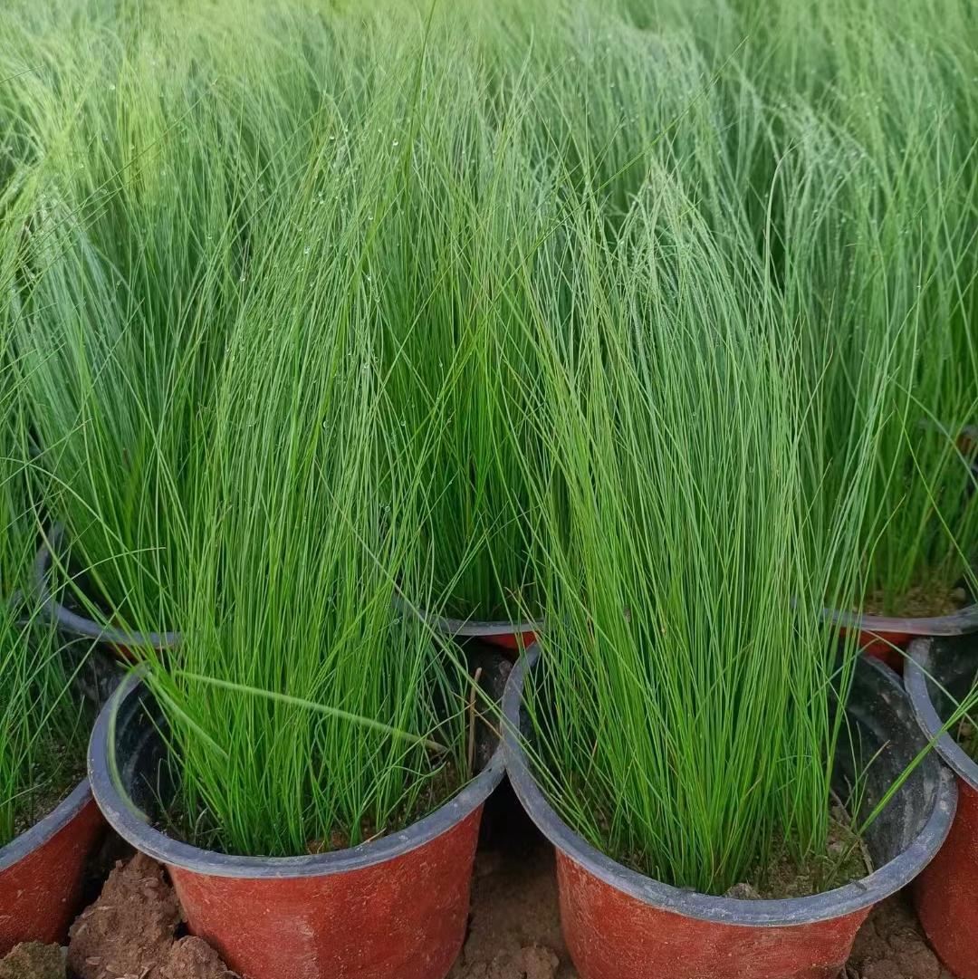 【专业苗木】-专业苗木厂家,品牌,图片,热帖-阿里巴巴