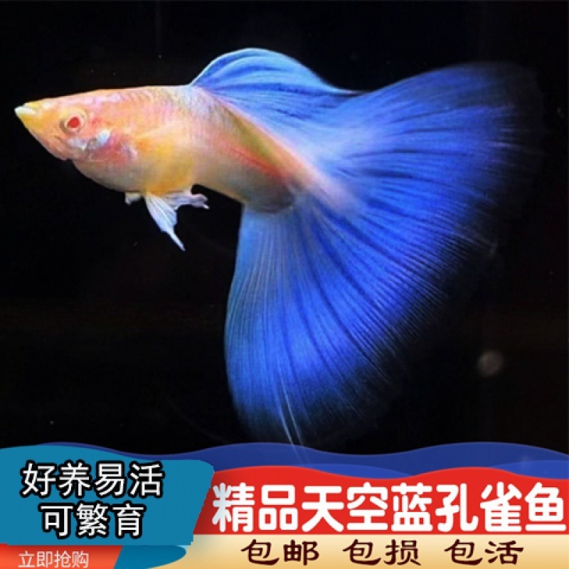 纯种孔雀鱼热带观赏天空蓝白缎带蝶翼大种孕母临产大肚子压成火纳