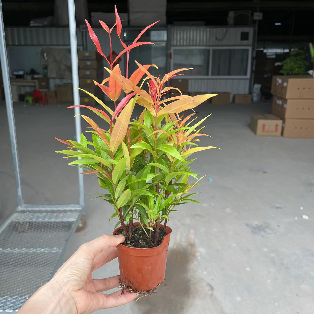 【基地直批】90#红车工程绿化树苗观叶植物盆栽花卉-阿里巴巴