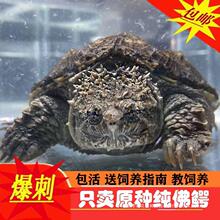 鳄龟爆刺幼苗凶猛正宗纯佛北美小鳄龟活体杂佛爆刺鳄龟宠物活体
