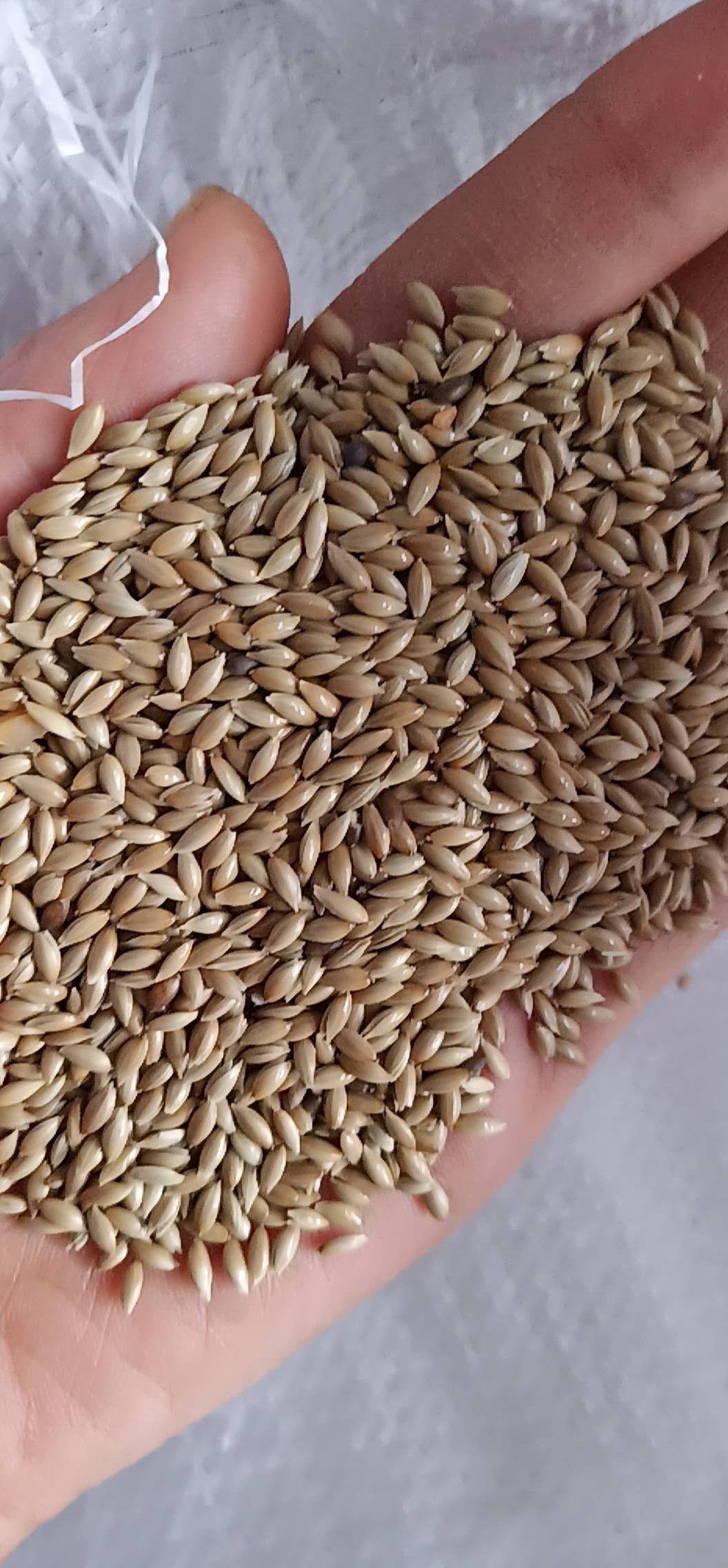 加纳利子鹦鹉鸟食油尖粟白尖粟草庐籽鸽粮金丝雀子50斤装