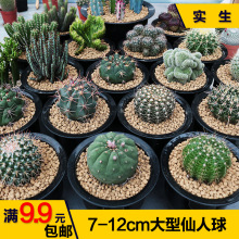 新品波光龙实生仙人球稀有狂刺黑刺开花裸萼球属仙人