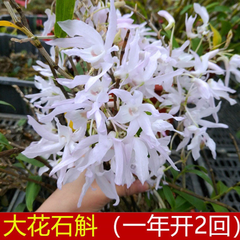大花石斛 稀有名贵石斛一年开2次春石斛秋石斛兰花卉叠鞘球花包邮