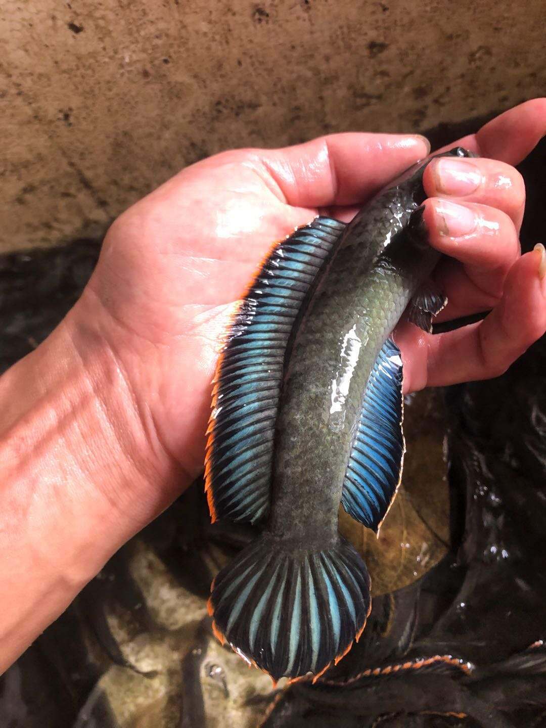 热带鱼观赏鱼彩虹雷龙鱼活体七彩蓝帆南鳢雷龙淡水凶猛鱼耐养包邮