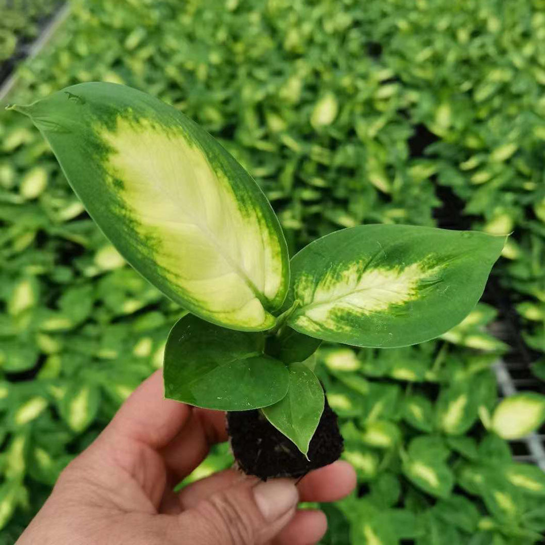 【基地直供】观叶植物盆栽万年青穴盘苗 玛丽安苗