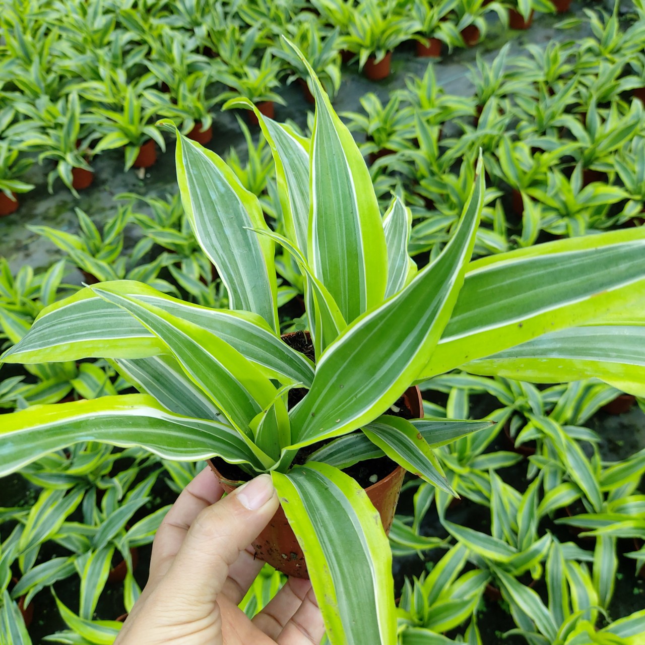 巴西美人铁花卉植物盆栽 室内外办公花卉观赏绿植盆栽美人铁