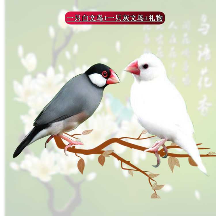 保姆鸟十姐妹七彩文鸟金背灰白文鸟灰白珍珠手养下蛋观赏鸟鸟