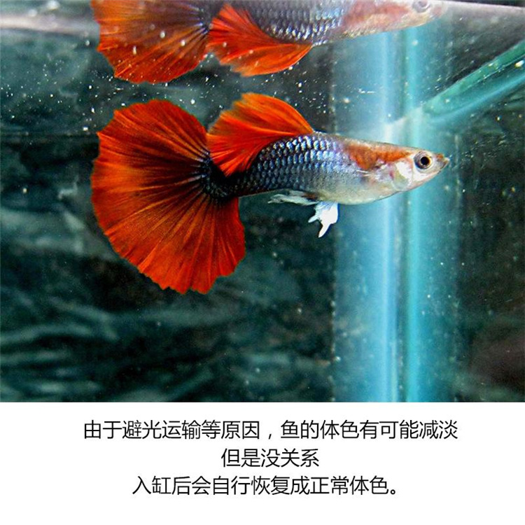 巴西红孔雀鱼凤尾鱼活体水族胎生宠物好养易活热带观赏鱼批发