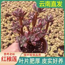 云南昆明多肉植物绿植花卉盆栽好养易活阳台室内十颗多肉