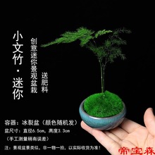 创意迷你组合盆栽六月雪文竹罗汉松小盆景室内办公桌摆好养微绿植