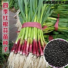 红头香蒜种子一年四季硬叶蒜苗种子红头蒜三茬连续可种植阳台盆栽