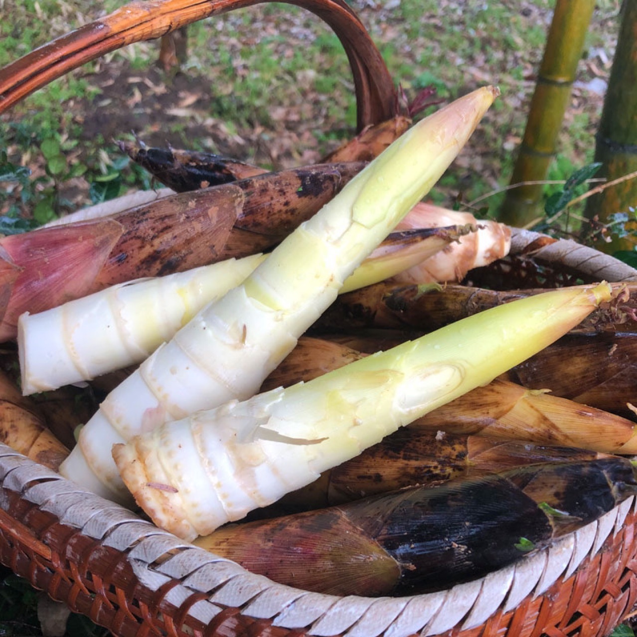 现挖天目山雷笋新鲜竹笋5斤蔬菜春笋微商代理一件代发雷竹笋
