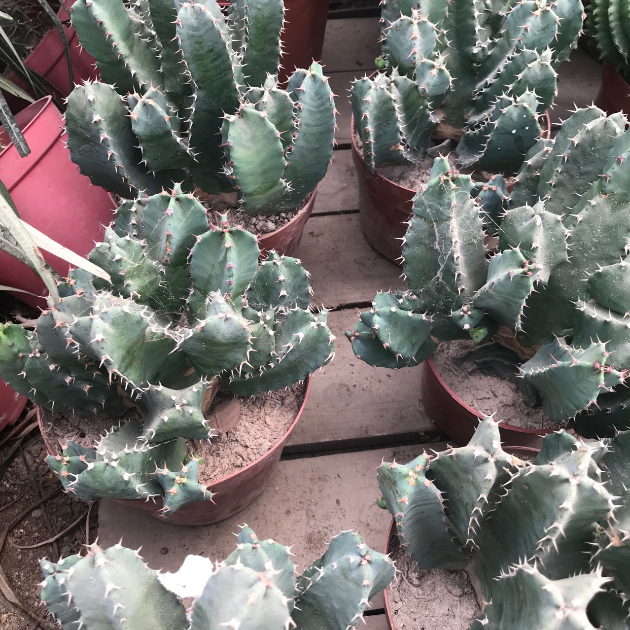 大戟科白角麒麟四角麒麟仙人球仙人掌仙人柱多肉植物