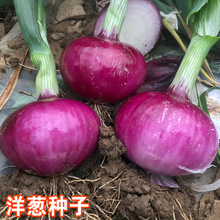 洋葱种子高产紫皮红皮黄皮种籽圆葱早熟四季春秋蔬菜种植大葱种子
