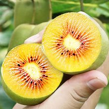 齐峰黄心猕猴桃礼盒装陕西眉县奇异果新鲜应季水果_阿里巴巴找货神器