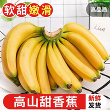 广西高山威廉斯大香蕉新鲜高山香蕉孕妇水果香蕉整箱需催熟食用