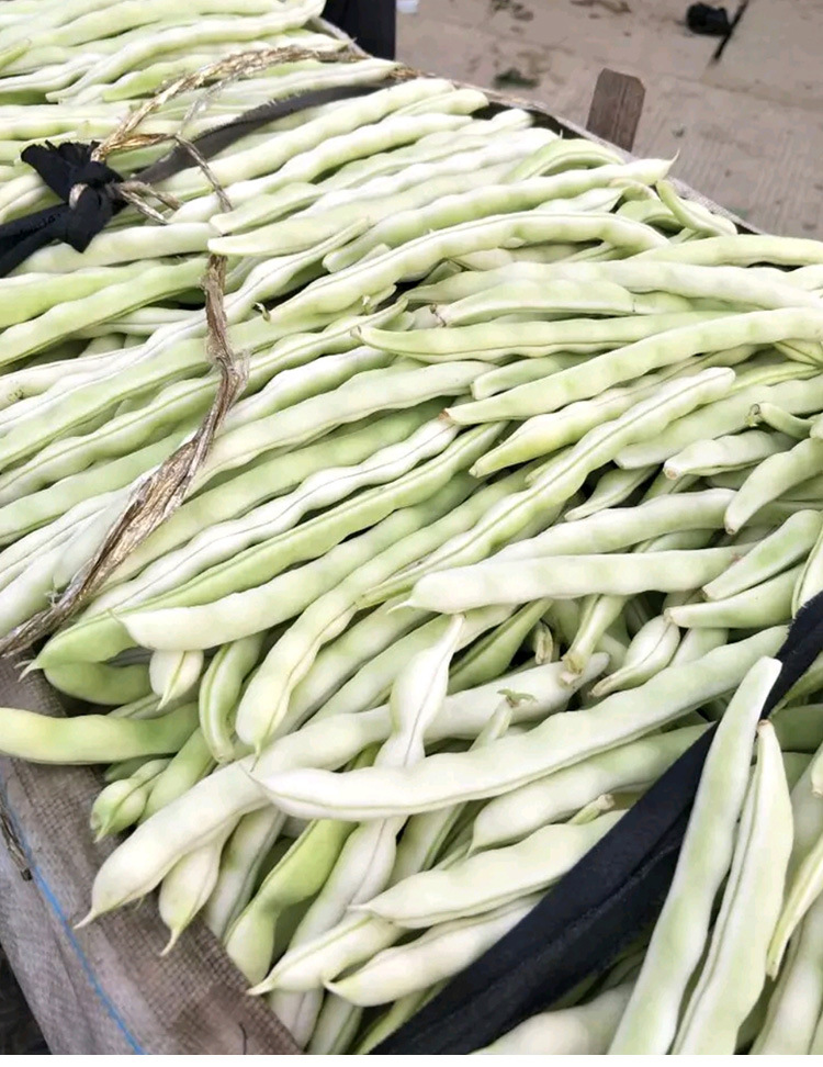华煜快豆白不老豆角种子 农田菜地农户种植早熟荚肉厚饱满豆角籽