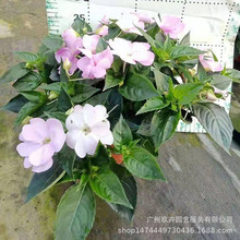 桑蓓斯凤仙观花盆栽居室阳台庭院公园花镜观花花卉绿植