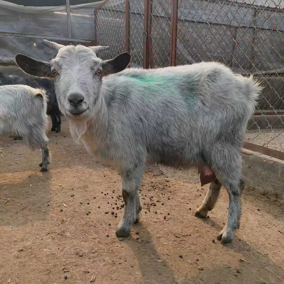 青山羊养殖效益 青山羊一年几胎 青山羊批发 青山羊羊羔苗