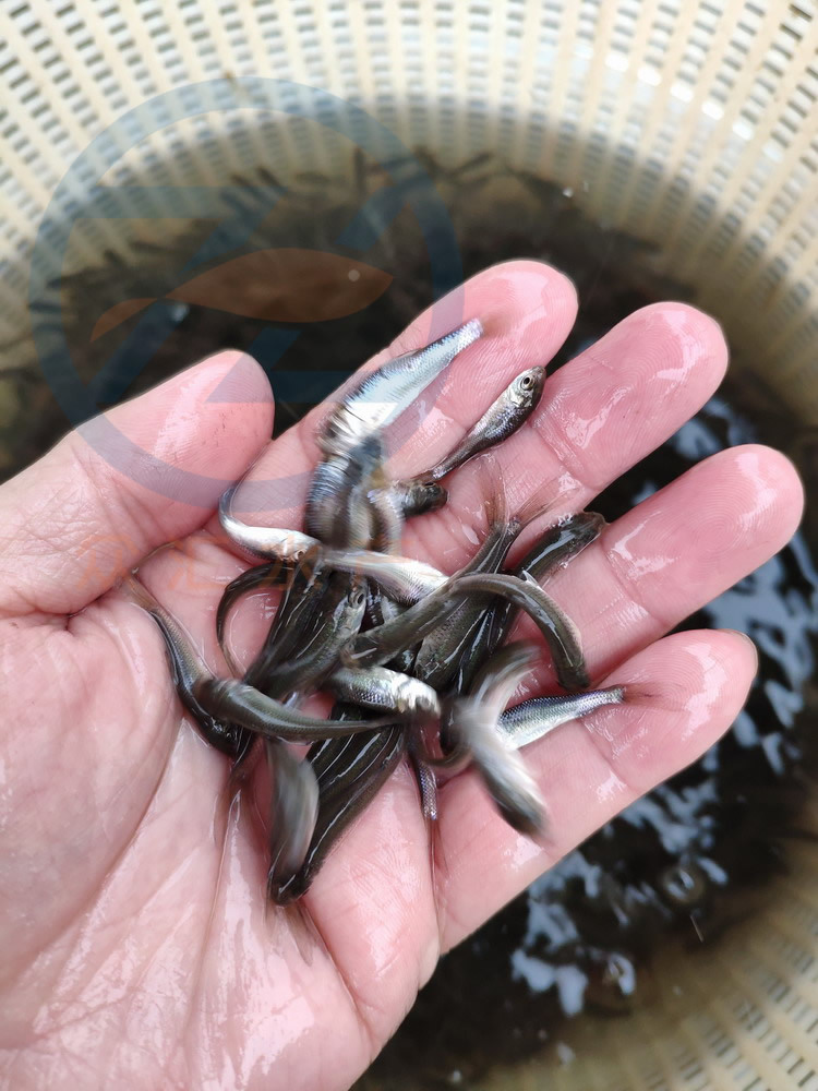 鲮鱼苗 鲮鱼水花 桂花鱼饲料鱼 泰国鲮鱼 土鲮鱼 麦鲮鱼 饲料鱼苗