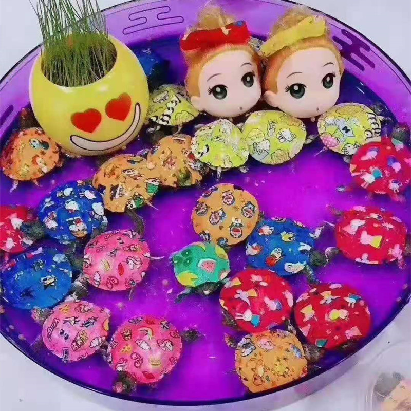 夜市摆摊七彩小乌龟地公园广场地摊网红炫彩小乌龟巴西龟工厂直销