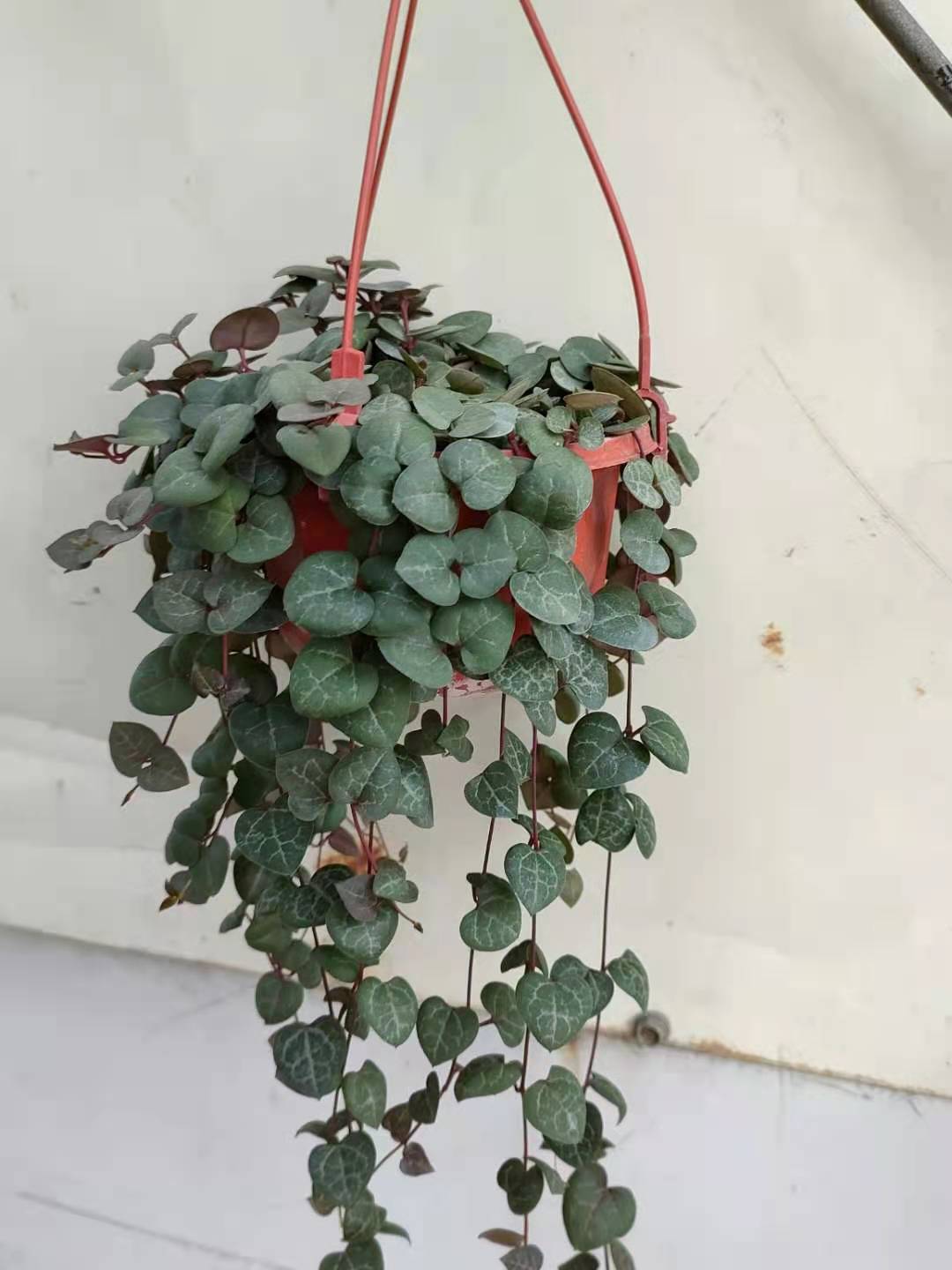 多肉植物爱之蔓 室内吊兰多肉盆栽 创意趣味萌肉 带盆土花卉盆栽