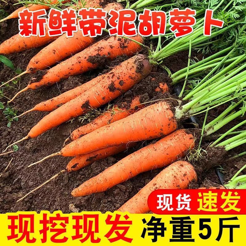 现挖现发新鲜胡萝卜沙土地新鲜蔬菜现挖农家自种水果跨境工厂批发