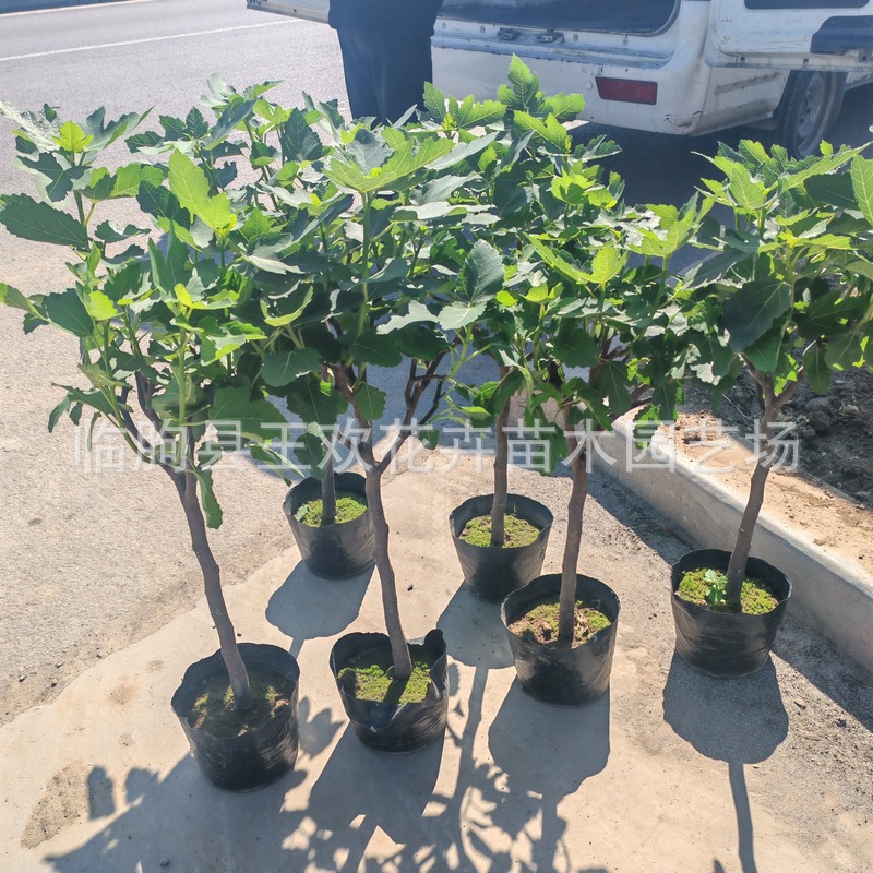 无花果苗基地供应  观果盆栽果树苗四季种植庭院别墅种植地栽苗