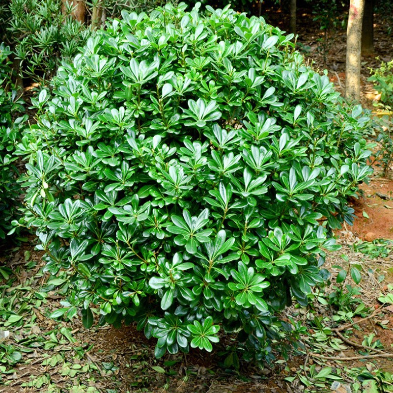 一件代发海桐球树苗庭院围墙绿篱四季常青绿化苗耐寒观叶植物工程