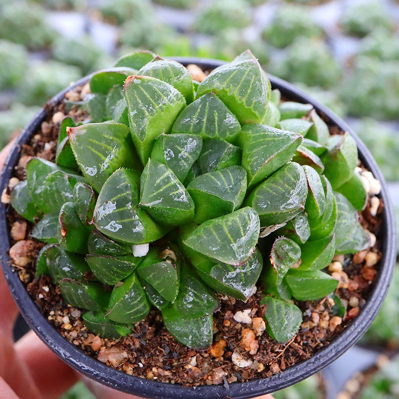 姬寿多肉植物玉露寿十二卷花卉绿植批发含盆带土新绿盆栽鲜花直批