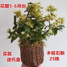 铁皮石斛苗带木桩(送托盘)三年生苗栽 正宗可食用霍山苗花药用盆