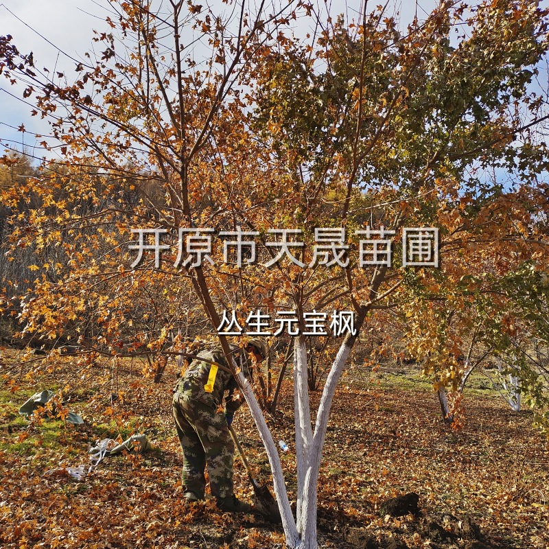 文冠果树 状元树 果树 小区园林绿化树 市政工程树-阿里巴巴