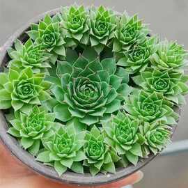 观音莲多肉植物室内阳台盆栽新手好养群生多头爆盆长生草肉肉花卉