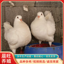 正宗白鸽优质一对可爱纯白活鸽子天使鸽广场鸽纯种信鸽观赏鸽宠物