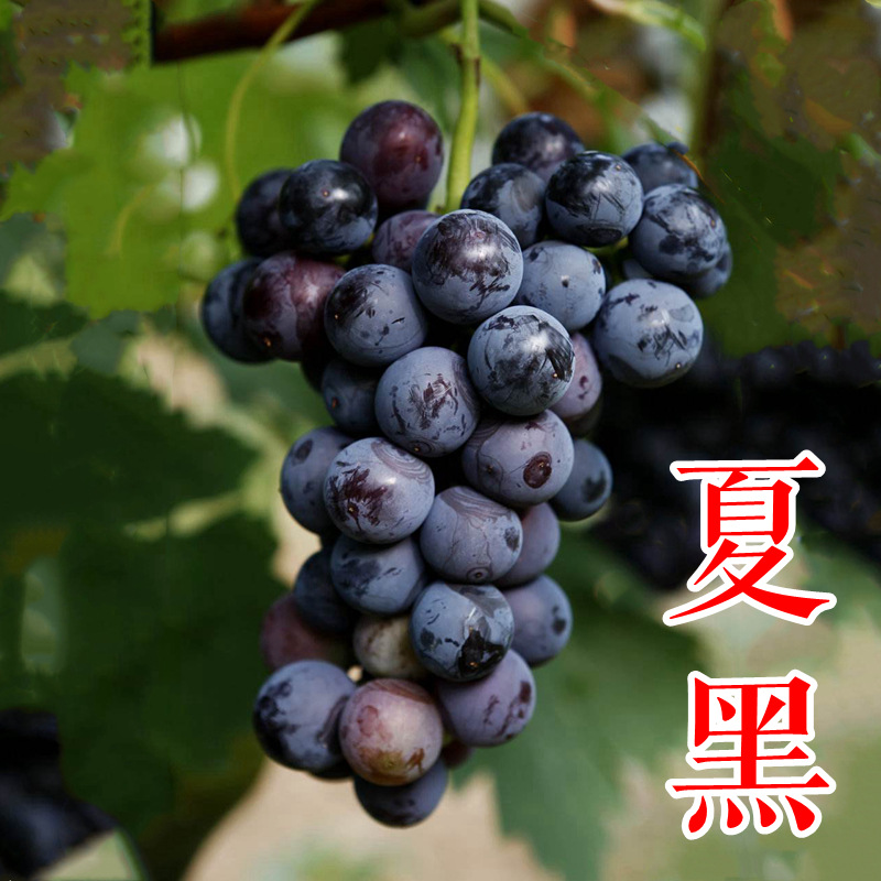 夏黑葡萄苗 南太湖特早葡萄苗价格 早夏无核葡萄树苗基地欢迎选购
