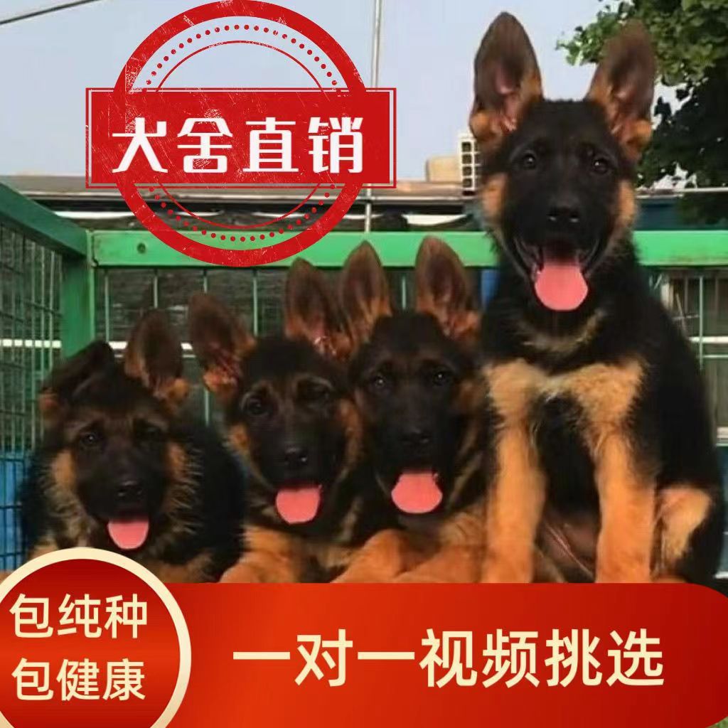 纯种赛级德国牧羊犬幼犬大型警犬工作犬护卫犬纯种德国