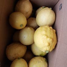 安岳优力克柠檬黄三级果和青三级果榨汁果通货五斤九斤