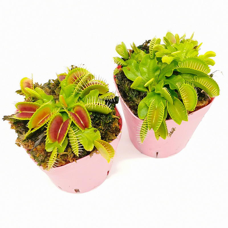 菲朗食虫植物 四大名捕新奇特捕蝇草瓶子草猪笼草茅膏菜新手易养