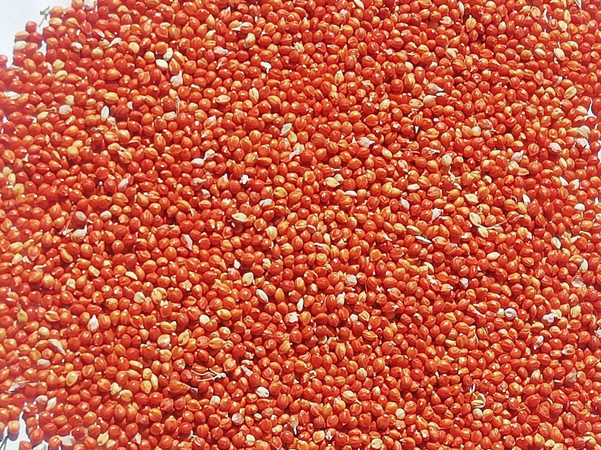 红谷子产地批发运费到付自提红谷子 碾小米谷子 鸟食杂粮谷子