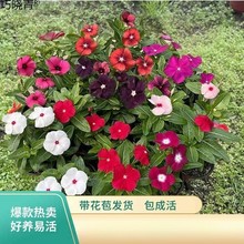 长春花天天开盆栽四季观花五叶梅花苗带花苞发货阳台窗台客厅庭巧