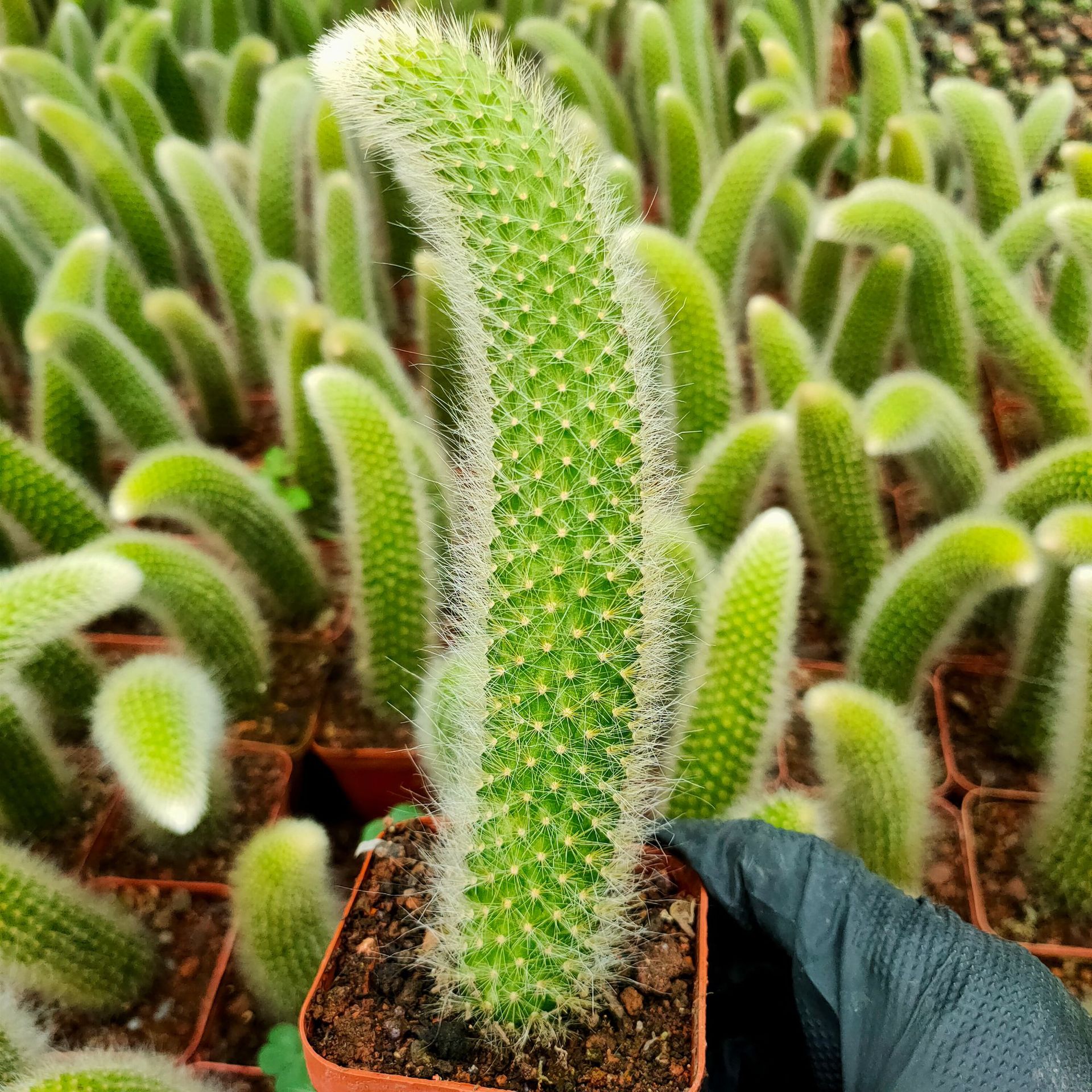 【产地直发】54猴尾柱九尾狐仙人柱仙人掌批发仙人球多肉植物批发