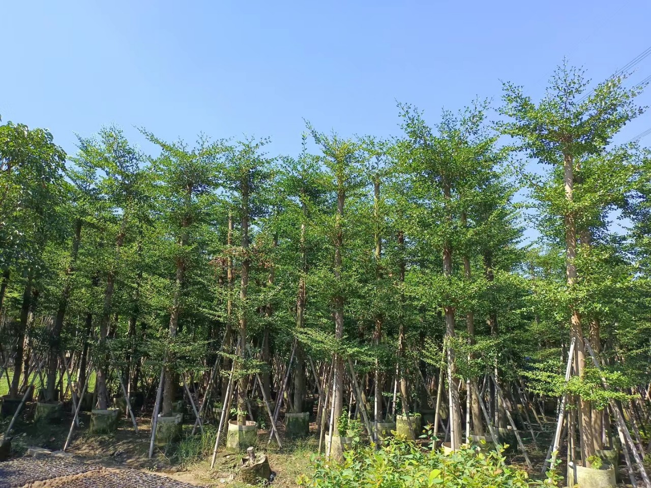 广东揭阳小叶榄仁细叶榄仁绿化工程行道树袋装苗 15-20公分