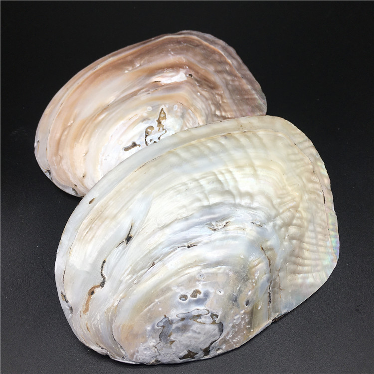 批发淡水珍珠河蚌壳贝壳珍珠蚌壳抛光打磨饰品工艺品原料厂家直销